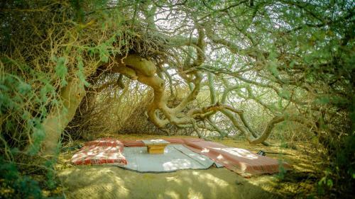 Albergue Negev Camel Ranch
