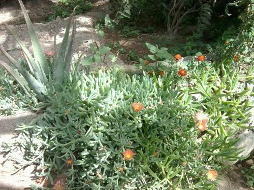 Bed & Breakfast Morabeza Village