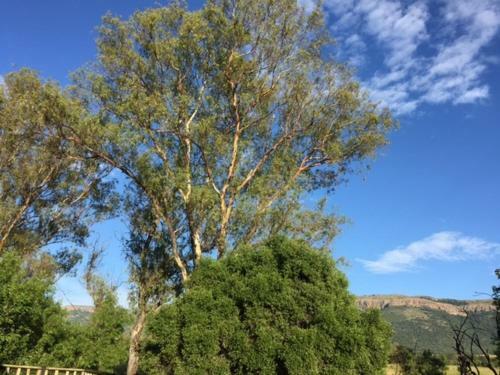 Damascus Bush Lodge