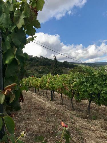 Agroturismo Private Douro- Quinta Das Susandas