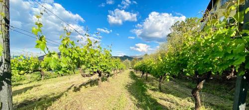 Agroturismo Private Douro- Quinta Das Susandas
