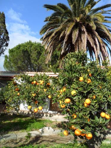 Bed & Breakfast Il Giardino Di Emilio