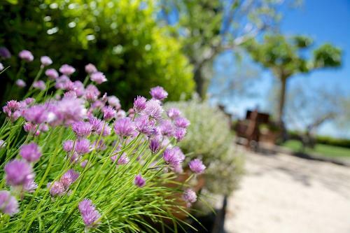 Agroturismo Country House Le Colombe Assisi