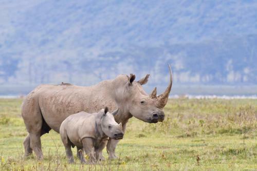 Lodge Mbweha Camp - Lake Nakuru