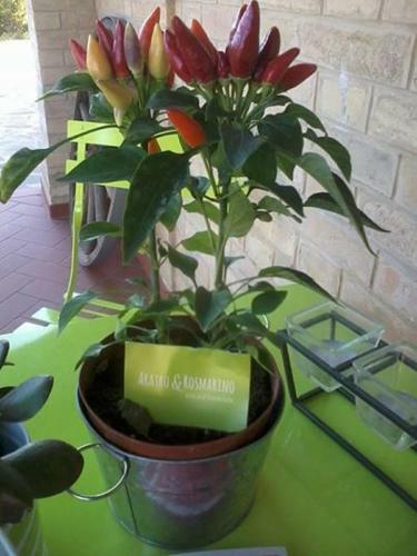 Bed And Breakfast Aratro & Rosmarino