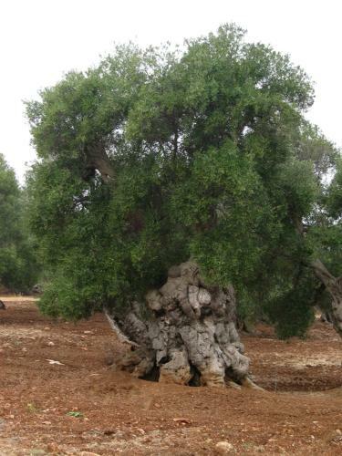 Agroturismo Masseria La Gravina