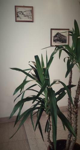 Hostal Affittacamere C� Marcello