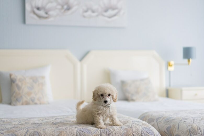 First Euroflat Hotel