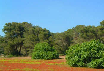 Agroturismo Ses Arenes