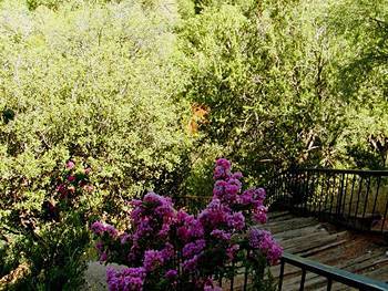 Hotel Cedars Resort