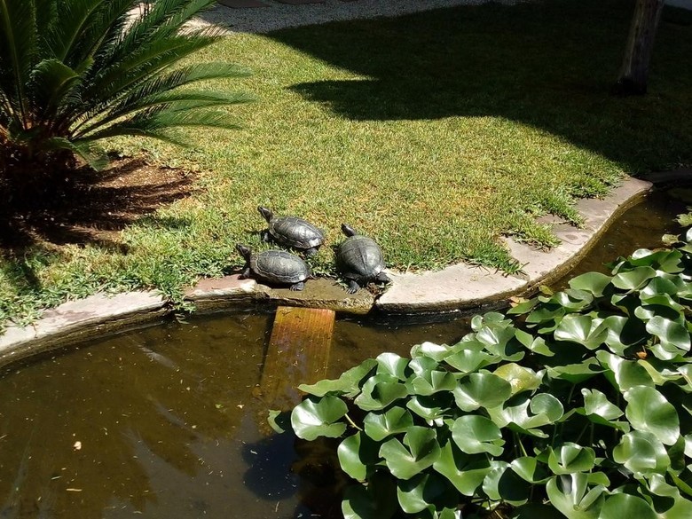 Apartamentos El Oasis
