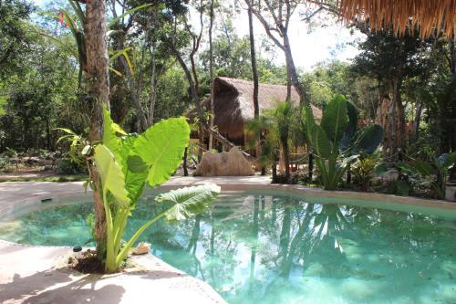 Bed & Breakfast Casa Selva Orquideas