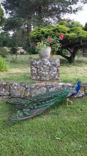 Agroturismo Agriturismo Il Morello