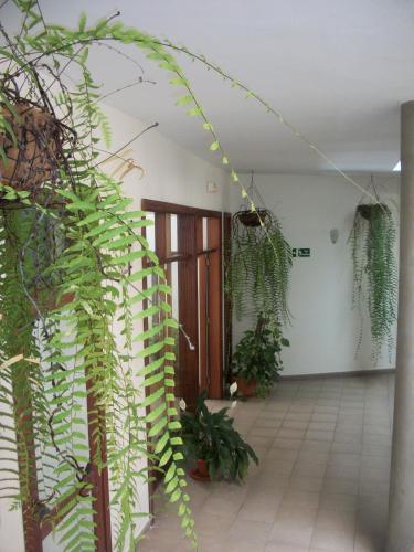 Aparthotel Triana II