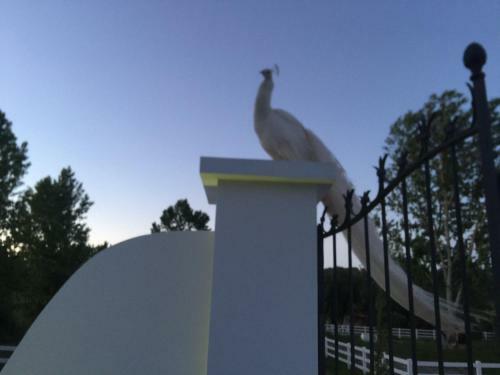 Country House Villas Santar�m