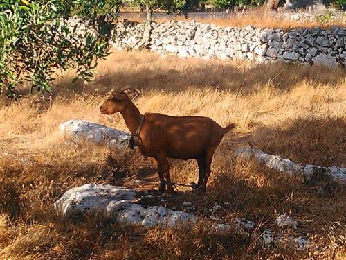 Agroturismo Retiro Da Avo L�dia - Turismo Rural