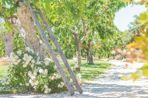 Bed & Breakfast Masseria Rosa Trulli Relais