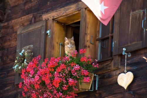 Chalet Xenia