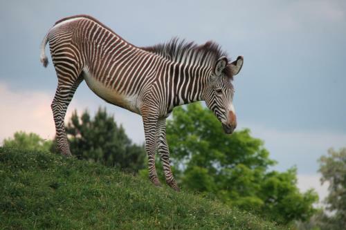 Hotel Safari