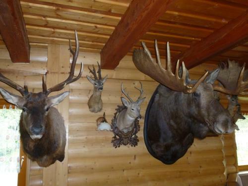 Hostal Pension Grizzly