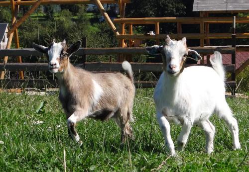 Agroturismo Farma R??ov�