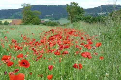 Bed & Breakfast Le Repos Coquelicot