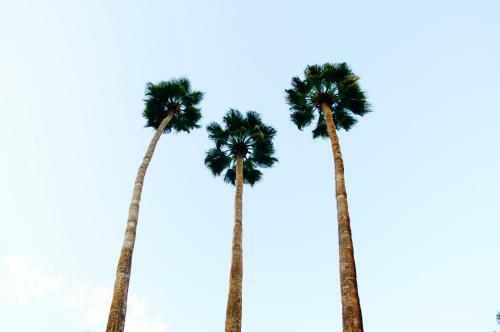 Motel Travelodge Palm Springs