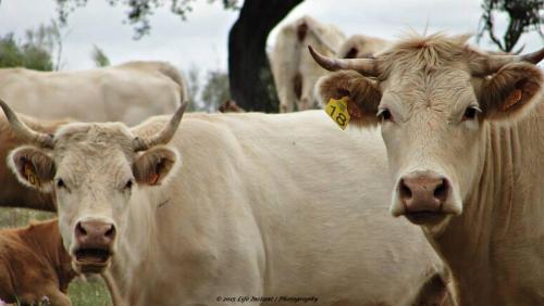 Agroturismo Herdade D. Pedro