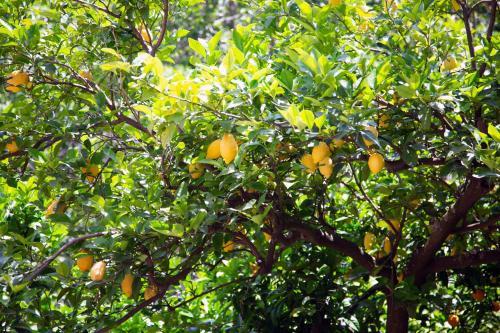 Bed & Breakfast L' Arancio In Fiore