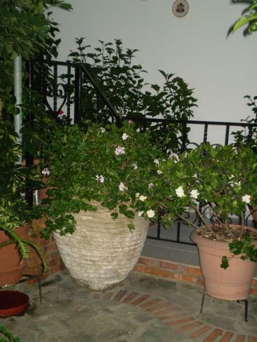 Hostal Nopi Pension