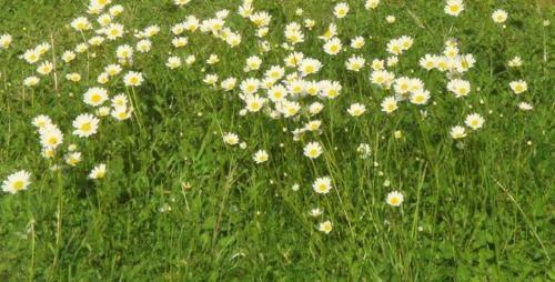 Bed & Breakfast Les Pieds Dans L'herbe