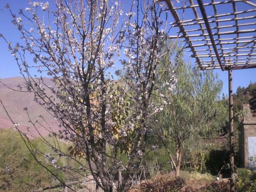 Bed & Breakfast Auberge Tigmmi N'tamazirte