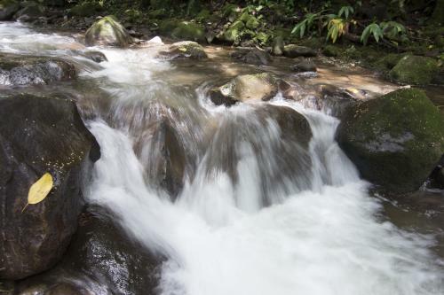 Lodge Bosque De Paz Reserva Biologica