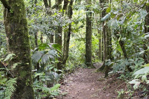 Lodge Bosque De Paz Reserva Biologica