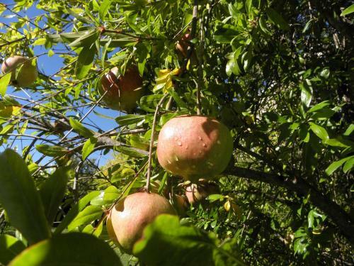 Bed & Breakfast Chambres D'h�tes Bastide Lou Pantail
