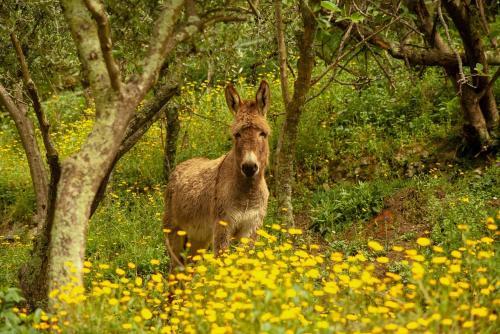 Agroturismo All'isola Che Non C'e'