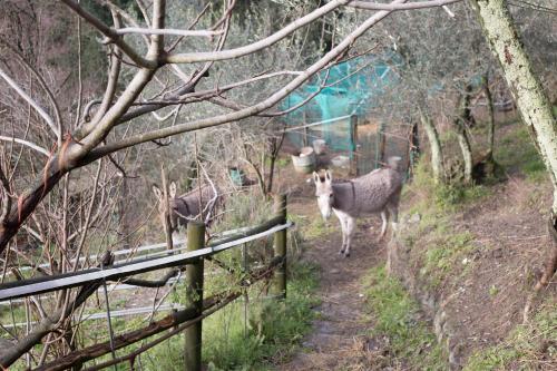 Agroturismo All'isola Che Non C'e'