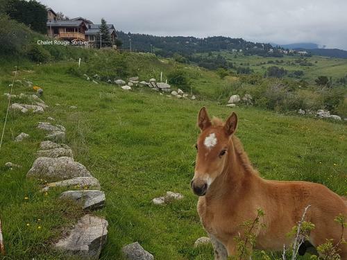 Apartamento Chalet Rouge Sorbier