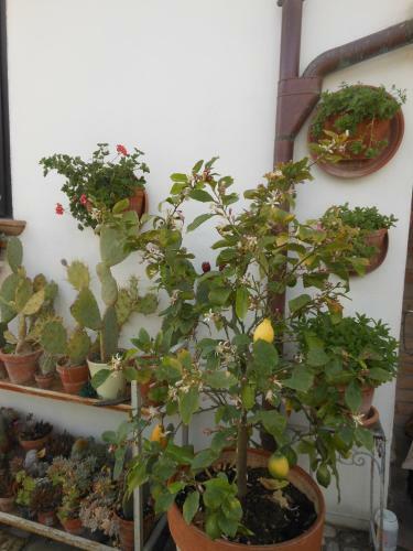 B&B Gli Angeli