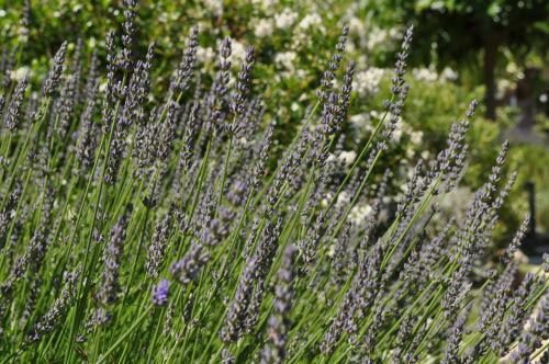 Bed & Breakfast La B�gude Du Pascouren