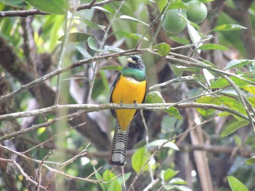 Corcovado Adventures Tent Camp