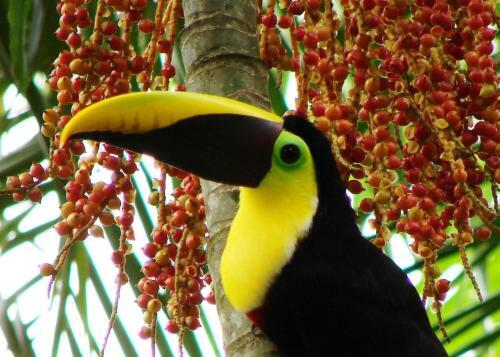 Corcovado Adventures Tent Camp