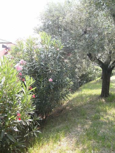 B&B Agli Ulivi