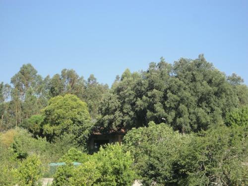Cork Tree Villa