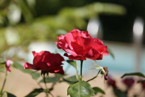 Bed & Breakfast Hotel Restaurant Le Moulin � Huile