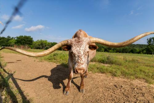 Hotel Wildcatter Ranch And Resort