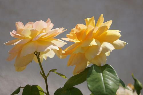 Bed & Breakfast La Bastide De L'olivier