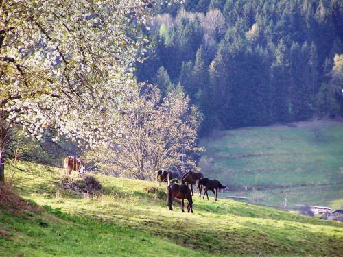 Bed & Breakfast Villa Moncoeur