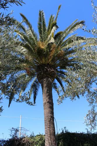 Casa Vacanze Le Tre Palme