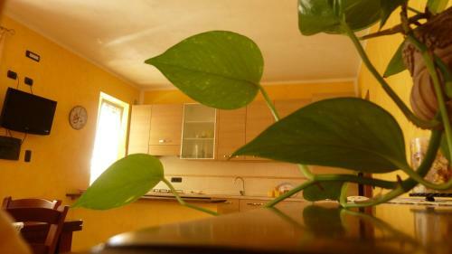 Apartamento Appartamenti Ca'melia